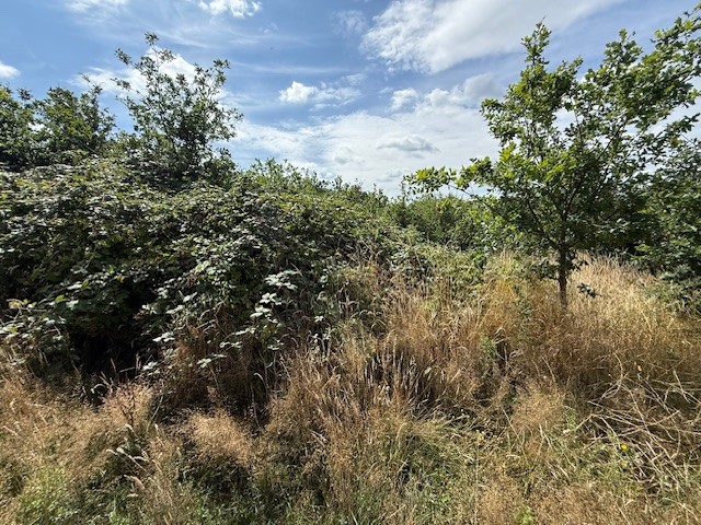 Harrow - Site Clearance to Enable Ecological Surveys - Image 2